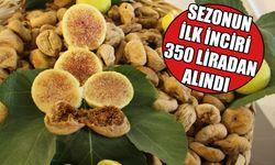 İncirde rekolte tahmini 70 bin tonun üzerinde