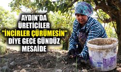 Aydın'da üreticiler "incirler çürümesin" diye gece gündüz mesaide