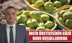 İncir üreticisinin gözü hava koşullarında