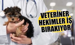 Veteriner hekimler iş bırakıyor