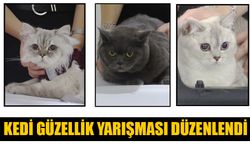 Kedi güzellik yarışması düzenlendi