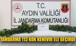 Jandarma 113 kök kenevir ele geçirdi