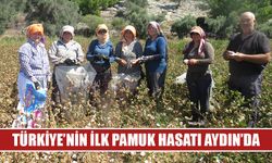 Aydın'da sezonun ilk pamuk hasadı yapıldı