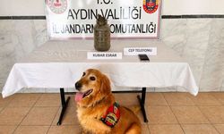 Kuyucak’ta zehir taciri yakayı ele verdi