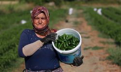 Manisa Gördes'te suyla buluşan topraklarda çeşit arttı, hasat bereketlendi