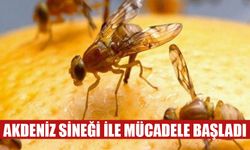 Akdeniz sineği ile mücadele başladı