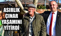 Asırlık çınar yaşamını yitirdi
