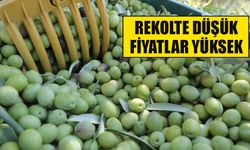 Aydın’ın doğusunda zeytin hasadı başladı