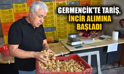 Germencik'te Tariş, incir alımına başladı