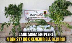 Jandarma 4 bin 277 kök kenevir ele geçirdi