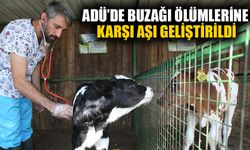 ADÜ'de buzağı ölümlerine karşı aşı geliştirildi