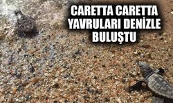 Caretta caretta yavruları denizle buluştu