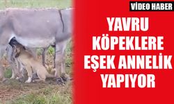 Anneleri ölen köpek yavrularını eşek emziriyor