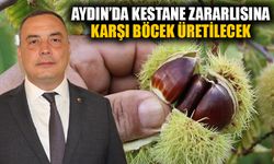 Aydın’da kestane zararlısına karşı böcek üretilecek