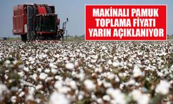 Makinalı pamuk toplama fiyatı yarın açıklanıyor