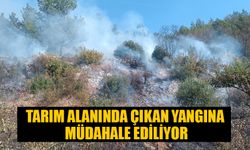 Tarım alanında çıkan yangına müdahale ediliyor