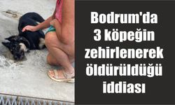 Bodrum'da 3 köpeğin zehirlenerek öldürüldüğü iddiası