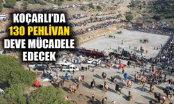 Koçarlı’da 130 pehlivan deve mücadele edecek