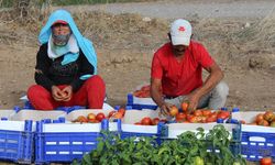 Datça'da güz domatesi hasadına başlandı