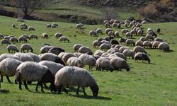 "Hayvancılık Yol Haritası"nın etkilerinin gelecek yıl görülmesi bekleniyor