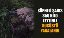 Aydın’da şüpheli şahıs 350 kilo zeytinle suçüstü yakalandı