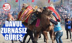 Pehlivan develer Aydın’da arenaya çıktı