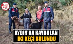 Aydın’da kaybolan iki keçi bulundu