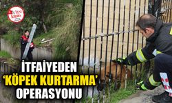 İtfaiyeden ‘köpek kurtarma’ operasyonu