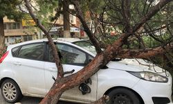 Nazilli’de üzerine ağaç devrilen minibüs ve otomobilde hasar oluştu