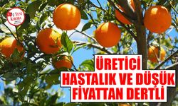 Aydın’da portakal hasadı başladı