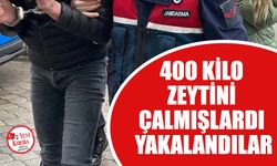 Zeytin hırsızları yakayı ele verdi