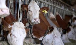 Toplanan inek sütü miktarı ocakta yıllık bazda yüzde 4,7 artarak 915,5 bin ton oldu