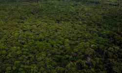 Amazon Ormanları'nın neredeyse yarısı 2050'ye kadar yok olabilir