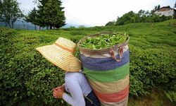 ÇAYKUR'dan yaş çay alımı ve kontenjan uygulaması açıklaması