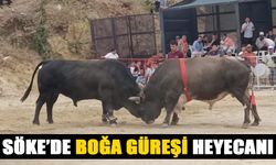 Söke'de boğa güreşi heyecanı