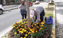 Söke’nin yeşil alanları çiçeklerle renkleniyor