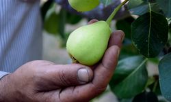 Turgutlu'da yetişen limon armudunun hasadı başladı