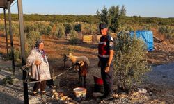 Kaybolan hayvanları jandarma bulup teslim etti