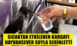 Sıcaktan etkilenen kargayı hayvansever suyla serinletti