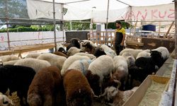 Kuşadası’nda kurban satış ve kesim yerleri bayrama hazır