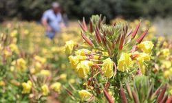 Kuzey Amerika bitkisi "Oenothera biennis" Güneydoğu'da yetiştirilecek