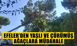 Efeler’den yaşlı ve çürümüş ağaçlara müdahale