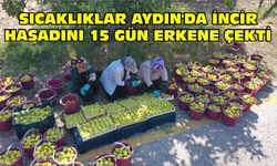 Sıcaklıklar Aydın'da incir hasadını 15 gün erkene çekti