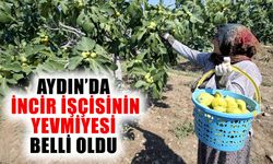 Aydın’da incir işçisinin yevmiyesi belli oldu