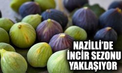 Nazilli’de incir sezonu yaklaşıyor