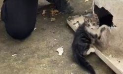 Başı küvetin giderine sıkışan kedi kurtarıldı