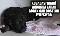 Kuşadası’ndaki yangında zarar gören can dostlar iyileşiyor