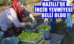 Nazilli’de incir yevmiyesi belli oldu