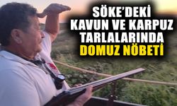 Söke’deki kavun ve karpuz tarlalarında domuz nöbeti