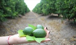 Turfanda limon hasadıyla fiyatların dengelenmesi öngörülüyor